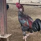 ديك باكستاني