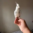 كروان هولندي