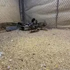 بط نحم منتج