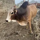 ثور فحل للبيع