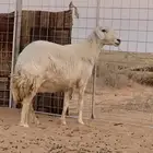 حريه مضرع