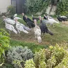 رومي   ديووك ودجاج