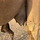خلفه مصغر والده لها أسبوع ساحليه