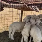 للبيع بهم حري خرفاان