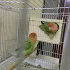 للبيع جوز روز مع بيض