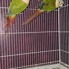 للبيع حبتين كنيور مجهول الجنس السوم من 500 البيع بدون ملحقا