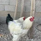 ديكه براهما