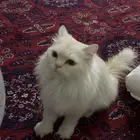 قطة لتبني شيرازي فارسي