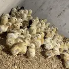 صوص بلدي فواتح
