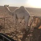 قعود لحم عمره 8شهور