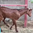 تيوس للبيع