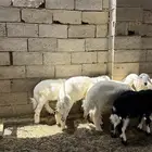 طليان حريه انتاج المراح