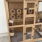 شبك طيور