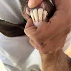 6ماعز جنوبيه