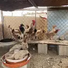 دجاج بلدي بياض الصحه شرط