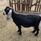 عنز عارضيه مضرع