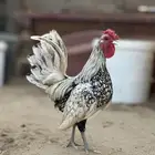دجاج سبرايت شبابي