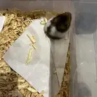 هامستر مجانا