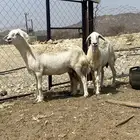 ضان مقاني حرش