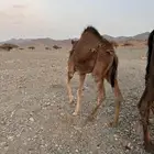 للبيع بكره وقعود