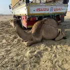 قعدان بلديات ومستورده
