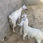 للبيع عنز خلفا تحتها جفرتين