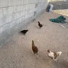 دجاج لوهمان