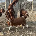 معزا مناتيج