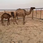 شرق الرياض