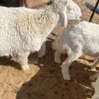 للبيع مشروع فحل