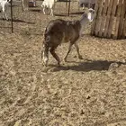 الشميسي طريق الخواجات
