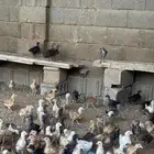 صوص دجاج