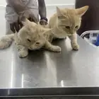 قطط عدد 2 ذكر وانثى اخوان للتبني العمر 4 شهور تقريبا