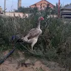 دجاجه شامو الماني