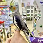 طيور وحيوانات اليفه واسعار مناسبه بمحل زاوية الكروان ابها