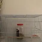 قفص