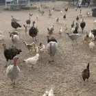 دجاج رومي