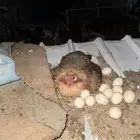 دجاج بري