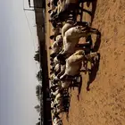غنم نعيمي