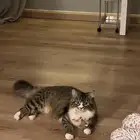 قطط للتزاوج