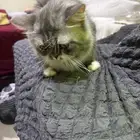 قطط للتبني