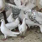 حمام فرنسي
