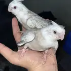 تم البيع كروان