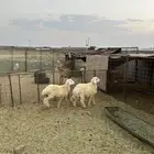 طليان حريات