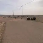 ماعز حده 1700