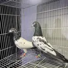 حمام بكستاني