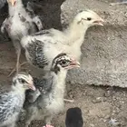 فروخ دجاج فواتح
