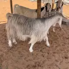 3 معزا صنف وجروم