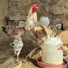 ديك براهما كبير