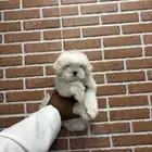 كلاب مالتيز تي كب